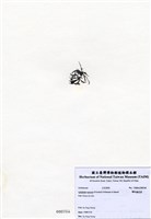 藏品(匍枝凝花菜)的圖片